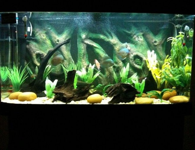 55 gallons freshwater fish tank (mostly fish and non-living decorations) - discus habitat