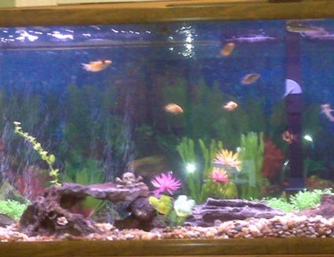 55 gallons freshwater fish tank (mostly fish and non-living decorations) - always adding not done yet