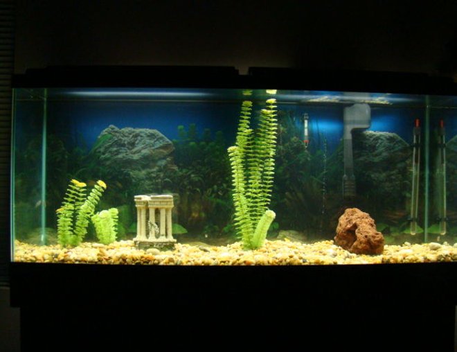 55 gallons freshwater fish tank (mostly fish and non-living decorations) - I got the tank and boring decorations from a buddy. Its a work in progress. Three Black Phantom Tetras, so far...