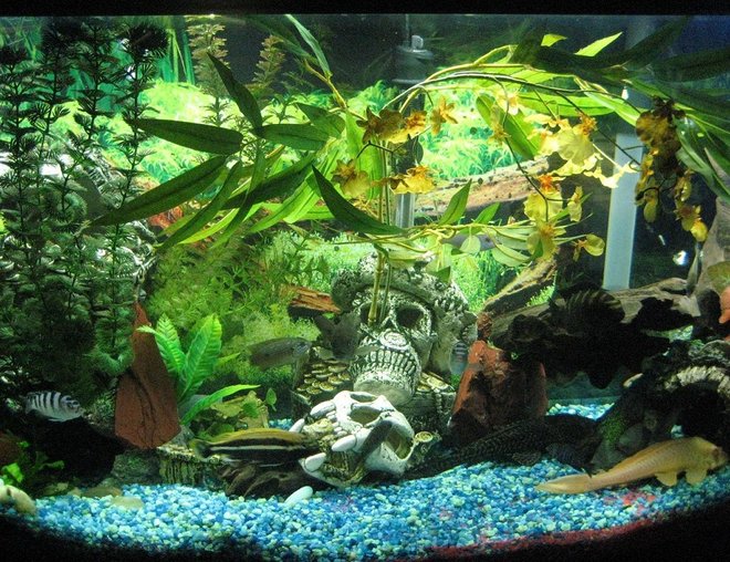 55 gallons freshwater fish tank (mostly fish and non-living decorations) - My Eco :P