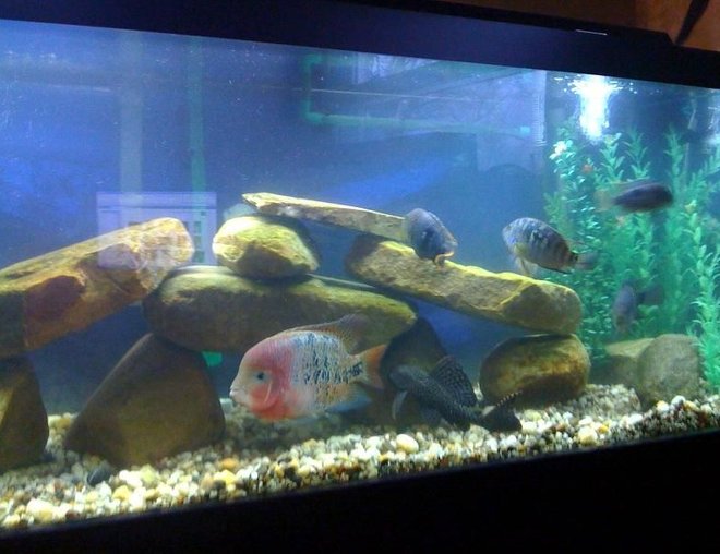 75 gallons freshwater fish tank (mostly fish and non-living decorations) - Main Pic