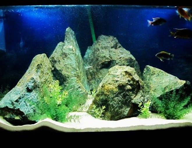 55 gallons freshwater fish tank (mostly fish and non-living decorations) - Corner tank..