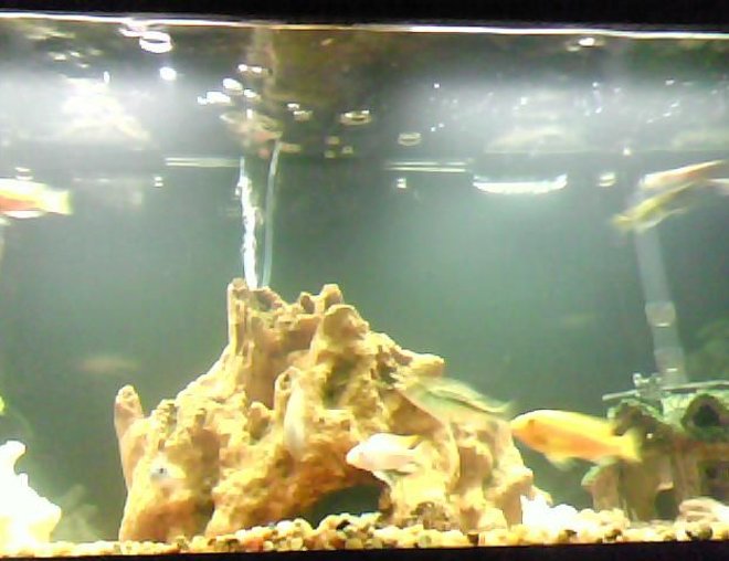 55 gallons freshwater fish tank (mostly fish and non-living decorations) - cichilds