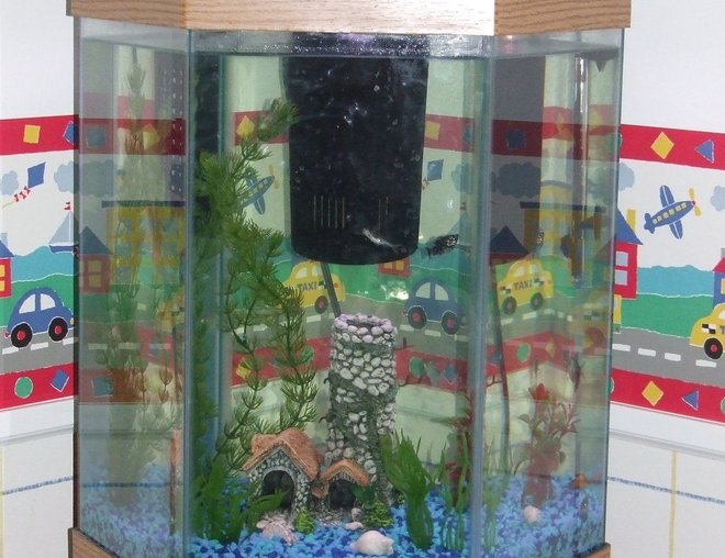 20 gallons freshwater fish tank (mostly fish and non-living decorations) - Hexagonal Tank with oak stand and hood.