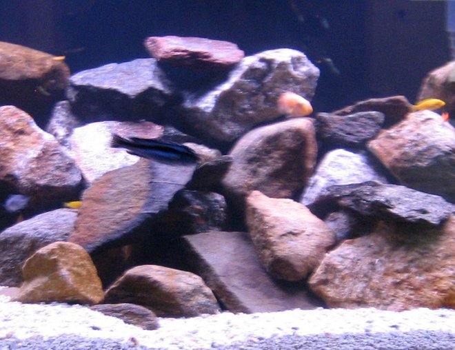75 gallons freshwater fish tank (mostly fish and non-living decorations) - Malawi 75 Gallon