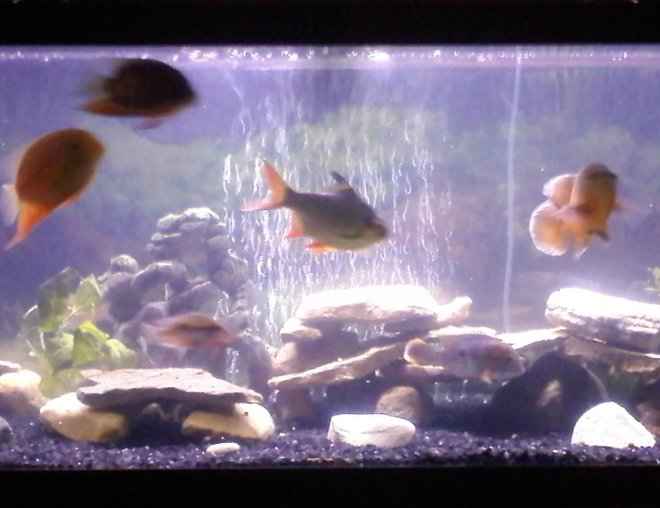 20 gallons freshwater fish tank (mostly fish and non-living decorations) - cichlid tank:  oscar, green terror, firemouth, pike, angelfish, red jewel, tinfoil barb, 2 severums, large placo 75 gallon cichlid set up with standard lighting cascade 3000 filter & 200 watt elite heater also has glass canopy and solid oak stand. It also has various rocks collected from local lakes and beaches. this is my very first tank comment me on what i can do to make it better :)