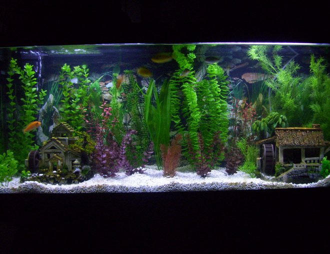 55 gallons freshwater fish tank (mostly fish and non-living decorations) - 55g african chiclid tank