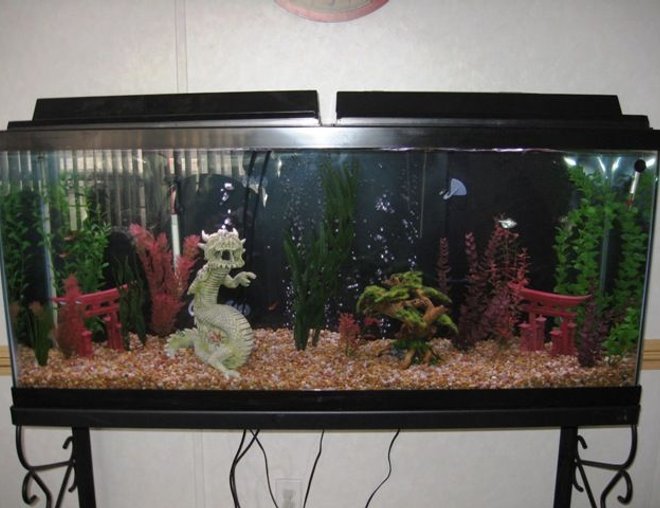 55 gallons freshwater fish tank (mostly fish and non-living decorations) - very cool