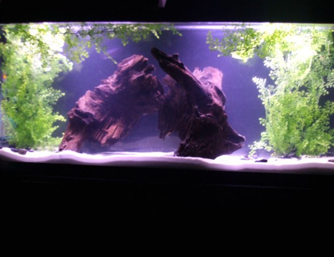 55 gallons freshwater fish tank (mostly fish and non-living decorations) - My Fishy Tank