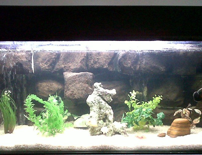 60 gallons freshwater fish tank (mostly fish and non-living decorations) - Tropical fish tank