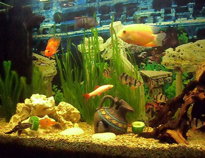 55 gallons freshwater fish tank (mostly fish and non-living decorations) - sevrum and friends