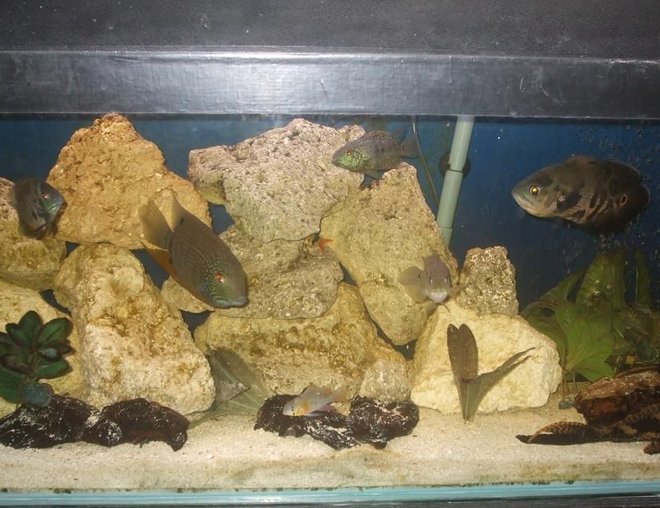 freshwater fish tank (mostly fish and non-living decorations) - south american