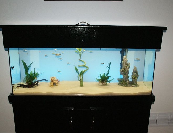 55 gallons freshwater fish tank (mostly fish and non-living decorations) - My Tank