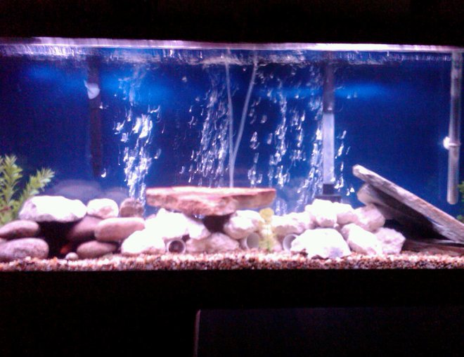 55 gallons freshwater fish tank (mostly fish and non-living decorations) - 55gal blue background, gravel and rocks (limerock, riverstones, and some flat rocks) jack dempseys, pike, red parrot, firemouth, and a red tailed shark, and pleco