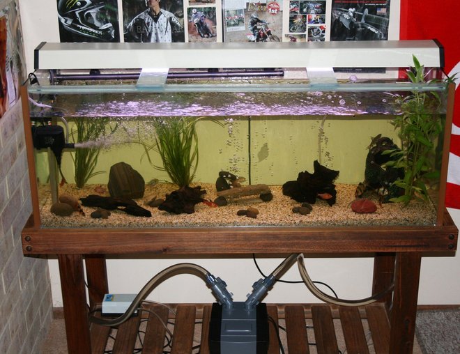 55 gallons freshwater fish tank (mostly fish and non-living decorations) - A photo of my 4ft tropical aquarium