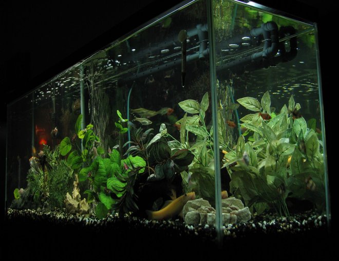 55 gallons freshwater fish tank (mostly fish and non-living decorations) - One of our 3 tanks