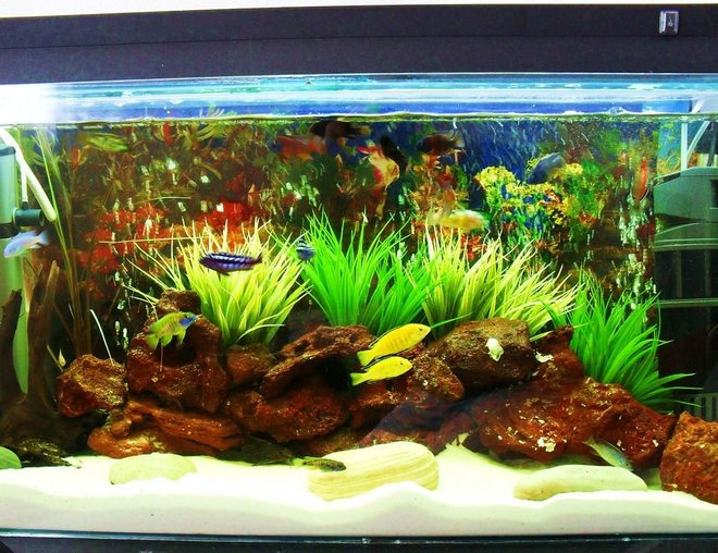 20 gallons freshwater fish tank (mostly fish and non-living decorations) - under construction 2