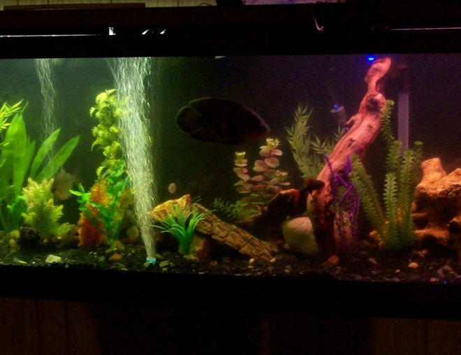 55 gallons freshwater fish tank (mostly fish and non-living decorations) - magnum 350 and Ehiem ecco canister filters.  My lighting is either made up of 5 Submersible LED lights 2 green, 2 blue, and one red in the volcano. Or two 20"  double bulb plant/aquarium light w/ or w/o already mentioned submerged LEDs.