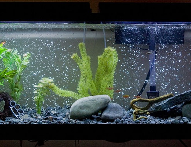 55 gallons freshwater fish tank (mostly fish and non-living decorations) - 1 Blue Grommie
4 Black Molly
2 Balloon Molly
2 Sucker Mouth Catfish
5 Flame Tetra
5 Serpae Tetra
5 Neon Tetra
5 Striped Tetra
2 Red Eye Tetra

I got all the rocks
and only spent nine dollars.

All the plants are fake but I'm going all real plant life very soon 

Lol yes those are Stainless Steel Brass Knuckles in my tank.  Its a long story......