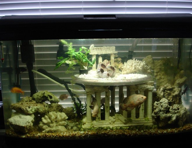 60 gallons freshwater fish tank (mostly fish and non-living decorations) - My favorite part of this tank is the second level which is clear plastic with an under-gravel filter built in. The outer ring holds the air coming from below and holds this air until a pressure is built up and then releases it through various holes drilled in the plastic. The pattern of air bubbles released is never the same and always at intermittent times. With a black light installed the outer ring of trapped air glows creating an incredible visual effect.  All the coral and rock is real and provide a natural environmental element for these brackish fish.