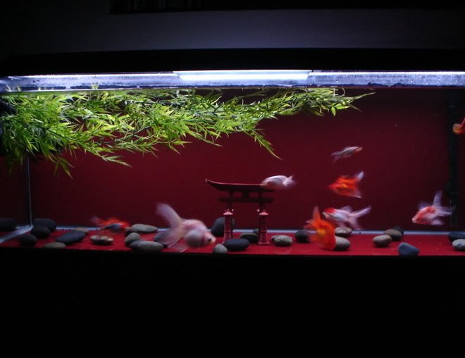 60 gallons freshwater fish tank (mostly fish and non-living decorations) - My 60g goldfish "Zen" tank.