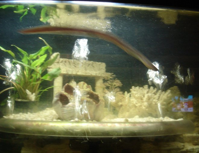 60 gallons freshwater fish tank (mostly fish and non-living decorations) - My Snowflake Morey eel comes out to play- (after eating a couple ghost shrimp)