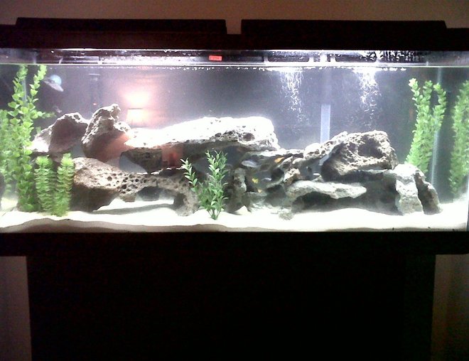 55 gallons freshwater fish tank (mostly fish and non-living decorations) - Cichlid Tank