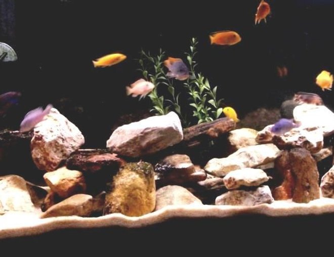 55 gallons freshwater fish tank (mostly fish and non-living decorations) - Current 55 Gallon Mbuna tank as of 14 Sep 2010