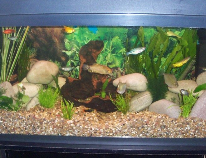 20 gallons freshwater fish tank (mostly fish and non-living decorations) - Tank 2