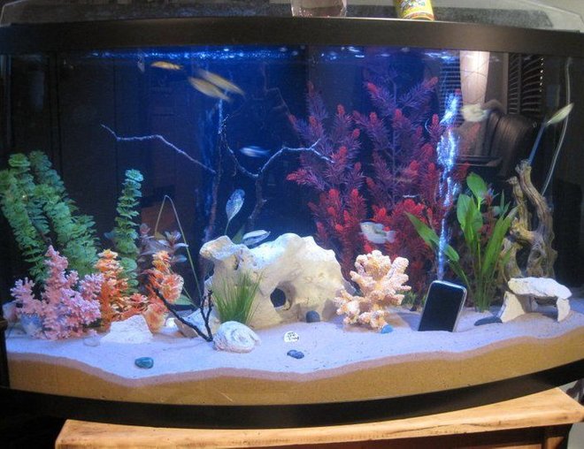 55 gallons freshwater fish tank (mostly fish and non-living decorations) - 55 Gallon Bowfront