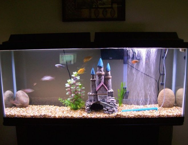 55 gallons freshwater fish tank (mostly fish and non-living decorations) - 55 Gallon Tank