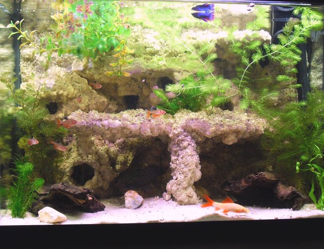 20 gallons freshwater fish tank (mostly fish and non-living decorations) - 20 gal after a few months and some algae.