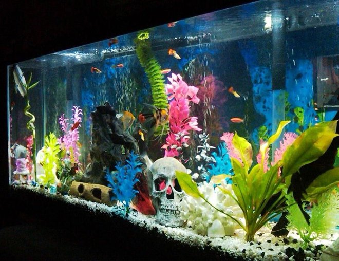 55 gallons freshwater fish tank (mostly fish and non-living decorations) - my 55 gallon community freshwater tank,check it out!!