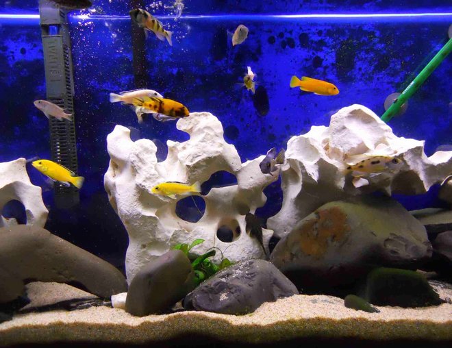 55 gallons freshwater fish tank (mostly fish and non-living decorations) - 55g mixed malwai