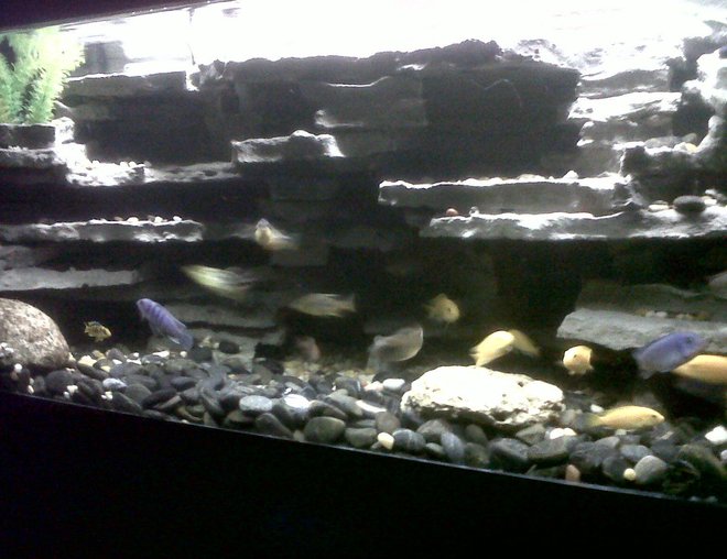 freshwater fish tank (mostly fish and non-living decorations) - this is a 75 gallon 48x18x18 aquarium with all African cichlids,yellow labs,hap 44s,bumble bees,electric blues.the background i made myself from Styrofoam and concrete weighs about ten pounds in total rather then 200 pounds like it was with flagstone