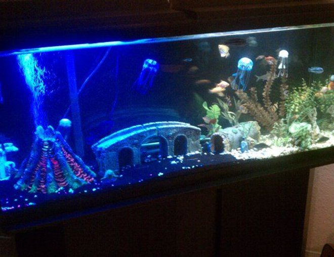 55 gallons freshwater fish tank (mostly fish and non-living decorations) - My 55gal