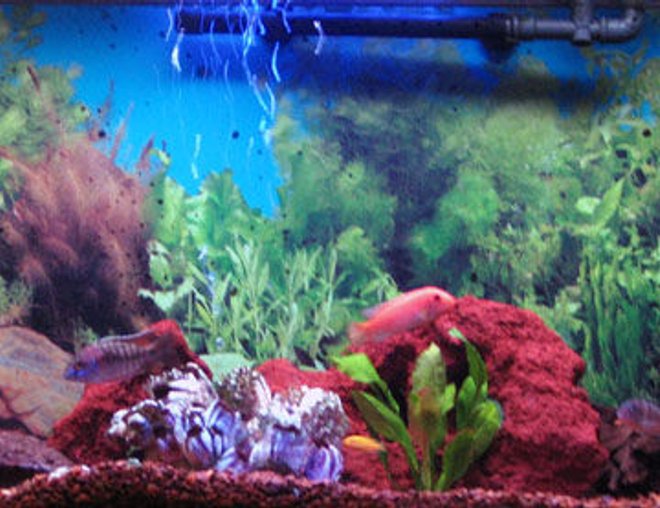55 gallons freshwater fish tank (mostly fish and non-living decorations) - My 55 gallon aquarium