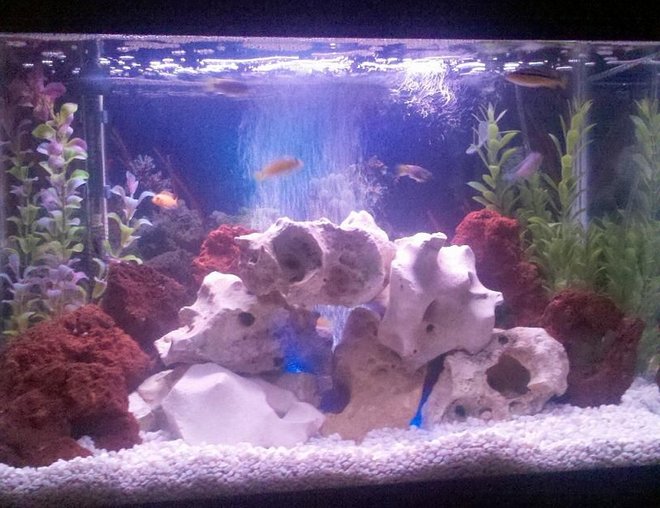 20 gallons freshwater fish tank (mostly fish and non-living decorations) - 20 Gallon African Cichlid tank.  My first tank setup - Your thoughts?