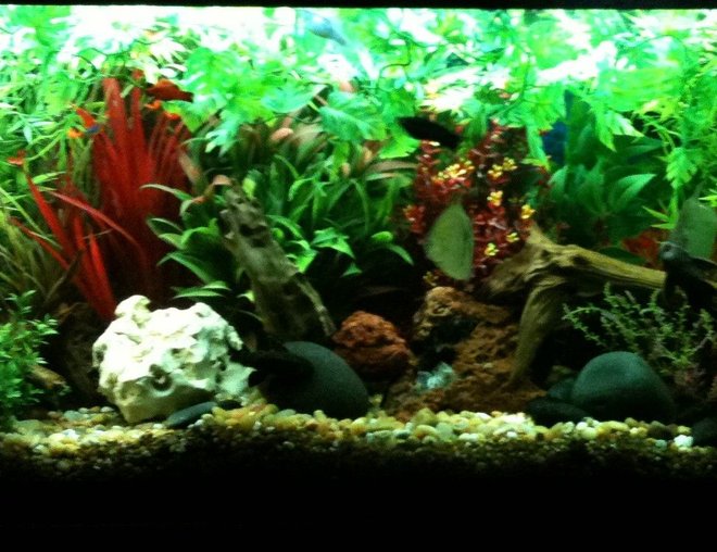 55 gallons freshwater fish tank (mostly fish and non-living decorations) - 55 gallon freshwater community aquarium