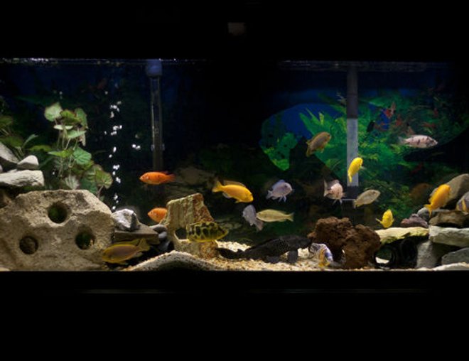 55 gallons freshwater fish tank (mostly fish and non-living decorations) - My 55 gallon African cichlid tank.