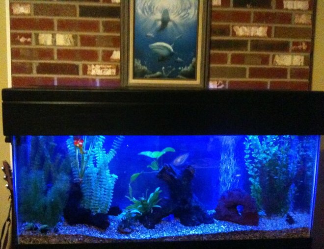 55 gallons freshwater fish tank (mostly fish and non-living decorations) - getting the 55,fresh ready for night with the actinic.....