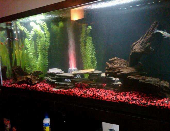55 gallons freshwater fish tank (mostly fish and non-living decorations) - Mixed community tank.