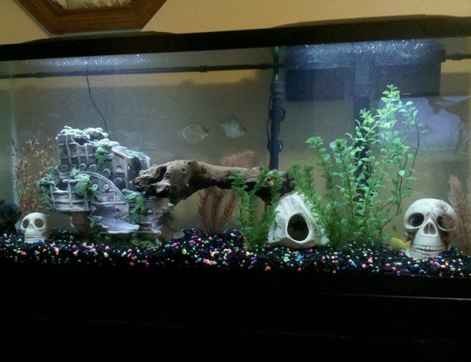 55 gallons freshwater fish tank (mostly fish and non-living decorations) - The tank set up at that time