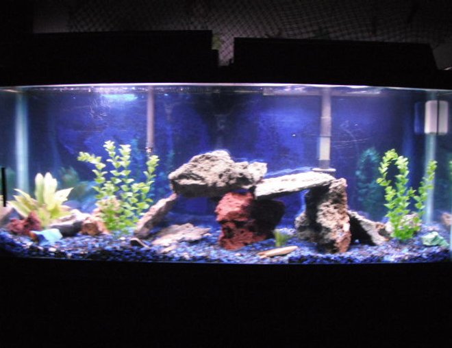55 gallons freshwater fish tank (mostly fish and non-living decorations) - 55 gallon, 2 oscars (babys)