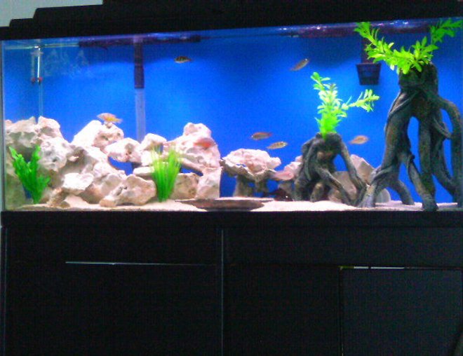 55 gallons freshwater fish tank (mostly fish and non-living decorations) - 55 gallon cichlid tank