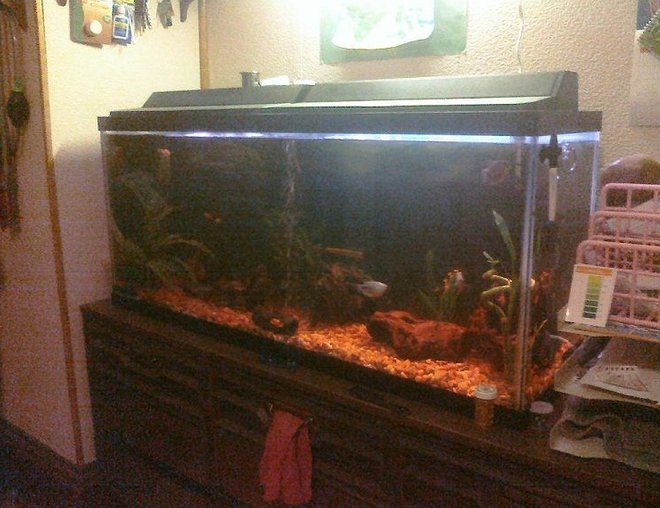 55 gallons freshwater fish tank (mostly fish and non-living decorations) - 55Gal tank, 3 clowns, 4 Gourami's, pleco, catfish, and shrimp, 3 molly's, & 3 Platty's.

The orange meets the clown loaches natural habitate (so ive read), and is divised form the use of "Natural Rock" colors .. and 4 medium size pieces of Driftwood (helping the Ph as well), all the fish seem VERY happy, the Loaches even "Dance" on occassion, mostly in the morning when i first go to turn the lights on, i have to sneak up and look in i can usually see them "Falling" together.. quite a site. :)