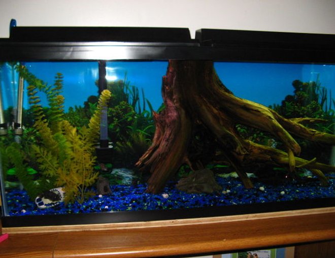 55 gallons freshwater fish tank (mostly fish and non-living decorations) - This my dad's and my 55 gallon fish tank, at the moment we dont have many fish, there is a pleco kind of visible in this photo (by the rock) and there are three convicts (one is by the dutch shoe on the left) and a red zebra hiding.