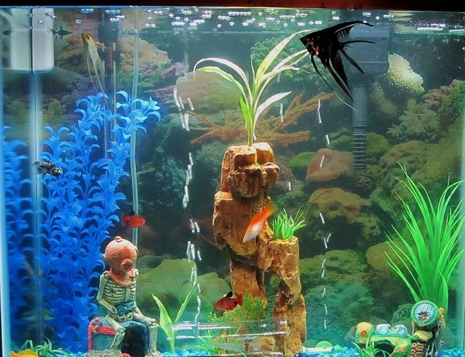 55 gallons freshwater fish tank (mostly fish and non-living decorations) - My 25g Community Tank