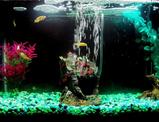 55 gallons freshwater fish tank (mostly fish and non-living decorations) - My 10g With Baby Bumblebee Cichlids