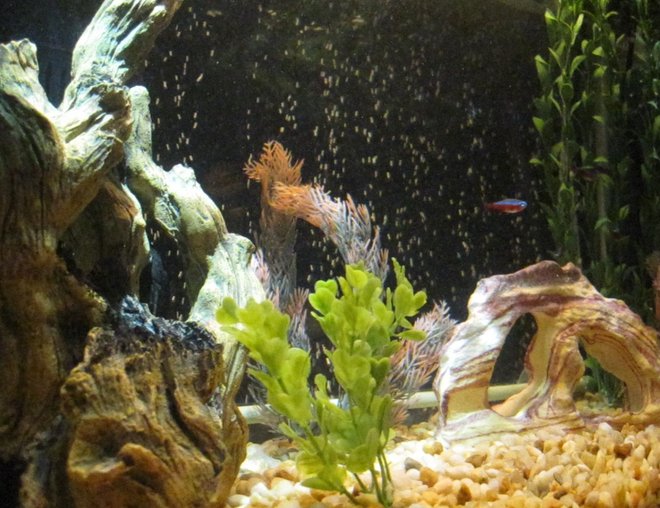20 gallons freshwater fish tank (mostly fish and non-living decorations) - Another Point of View